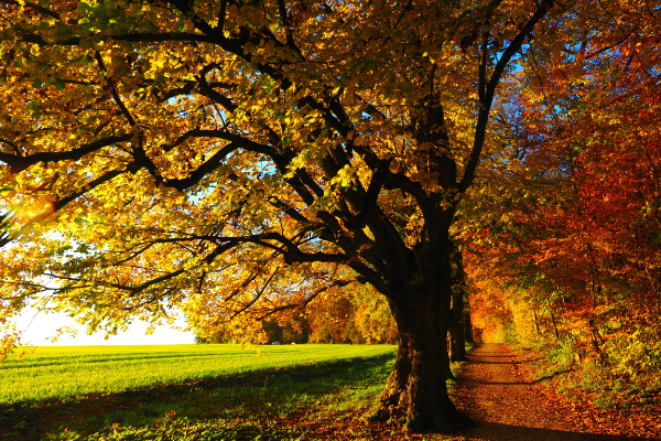 Autumn