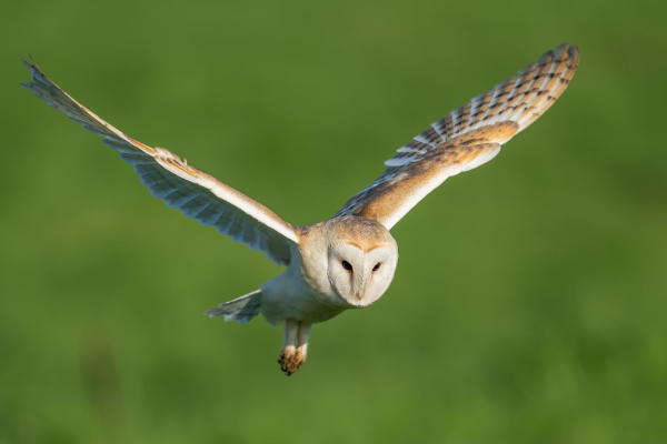 Barn Owl