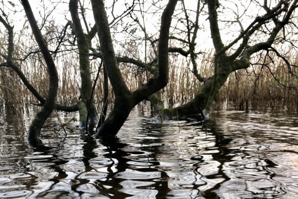 Ecosystem