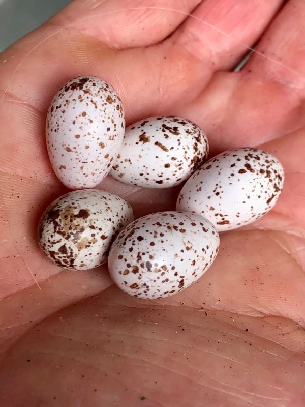 Swallow eggs