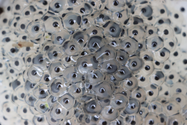 Frogspawn