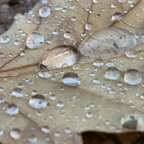 Leaf