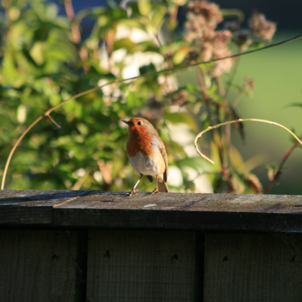Bring Wildlife to You