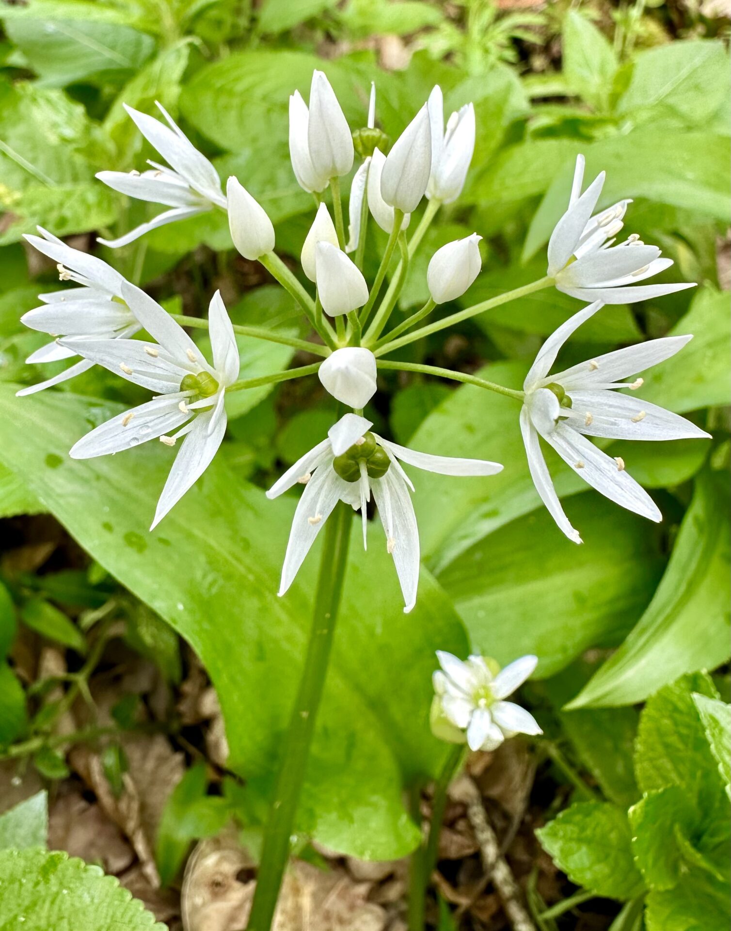 Foraging. What’s the point?