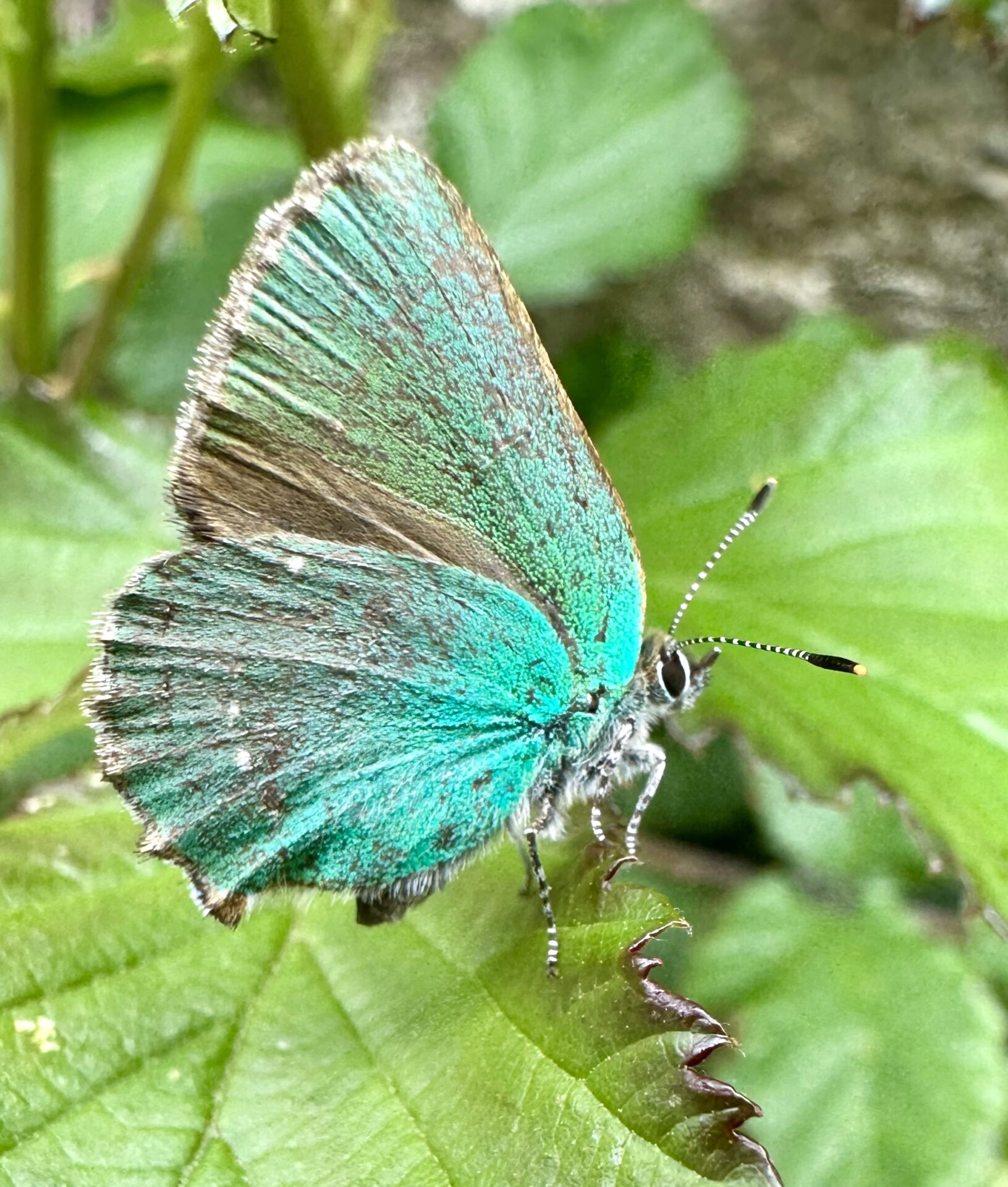 Green hairstreak