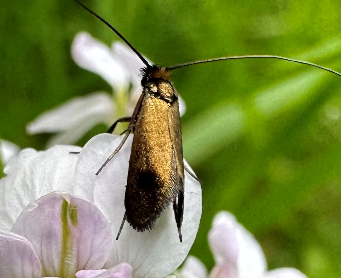 Bala Brook Bioblitz 2023