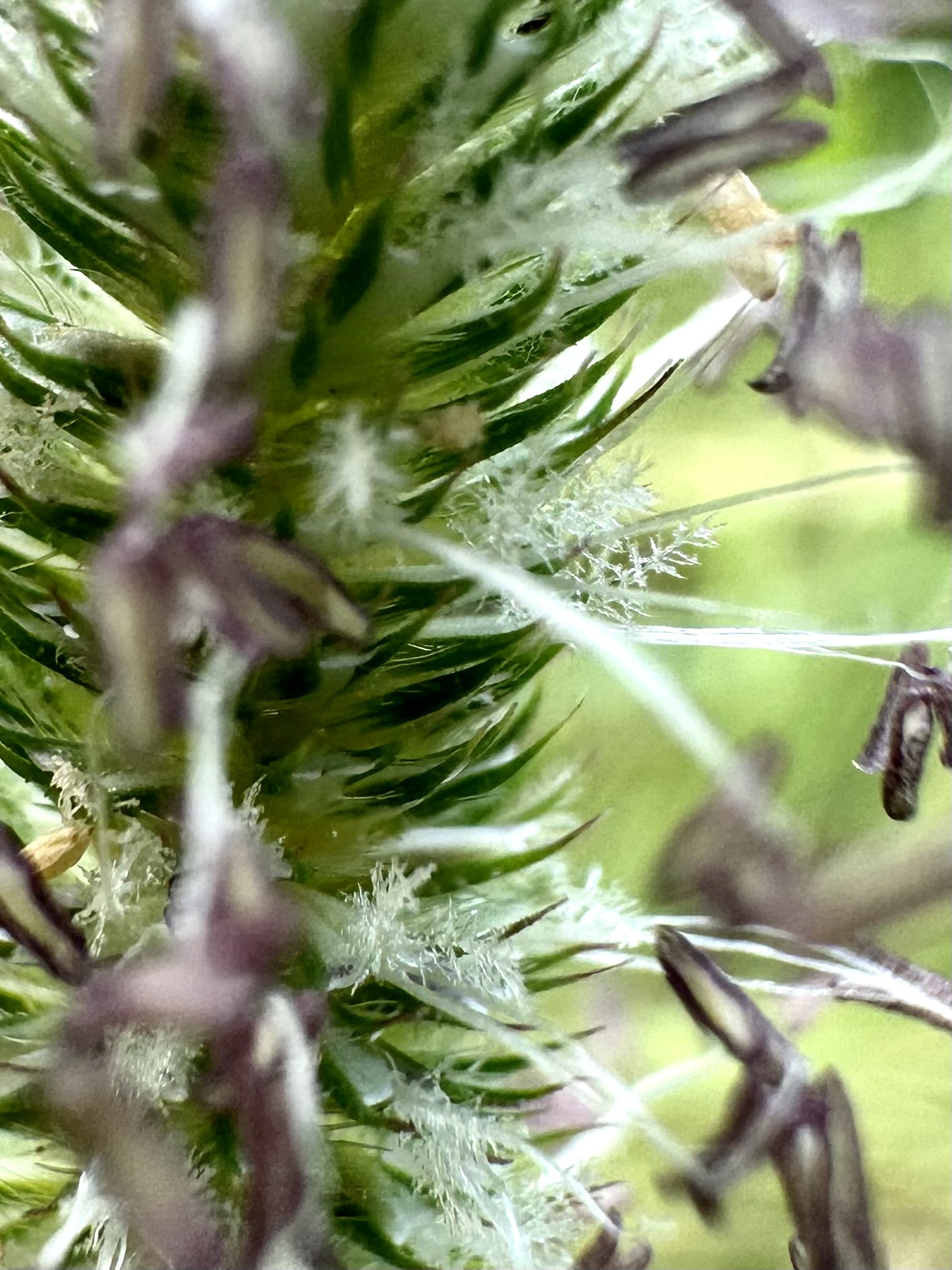 Grasses