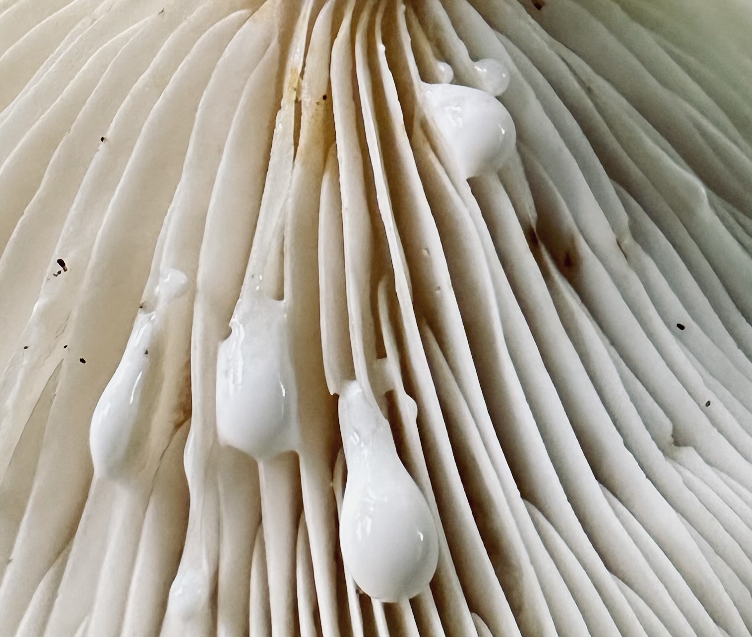 Milkcap fungi
