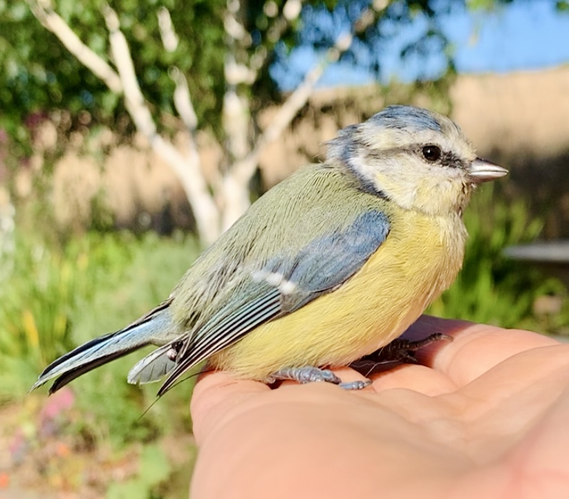 Blue tit rescue