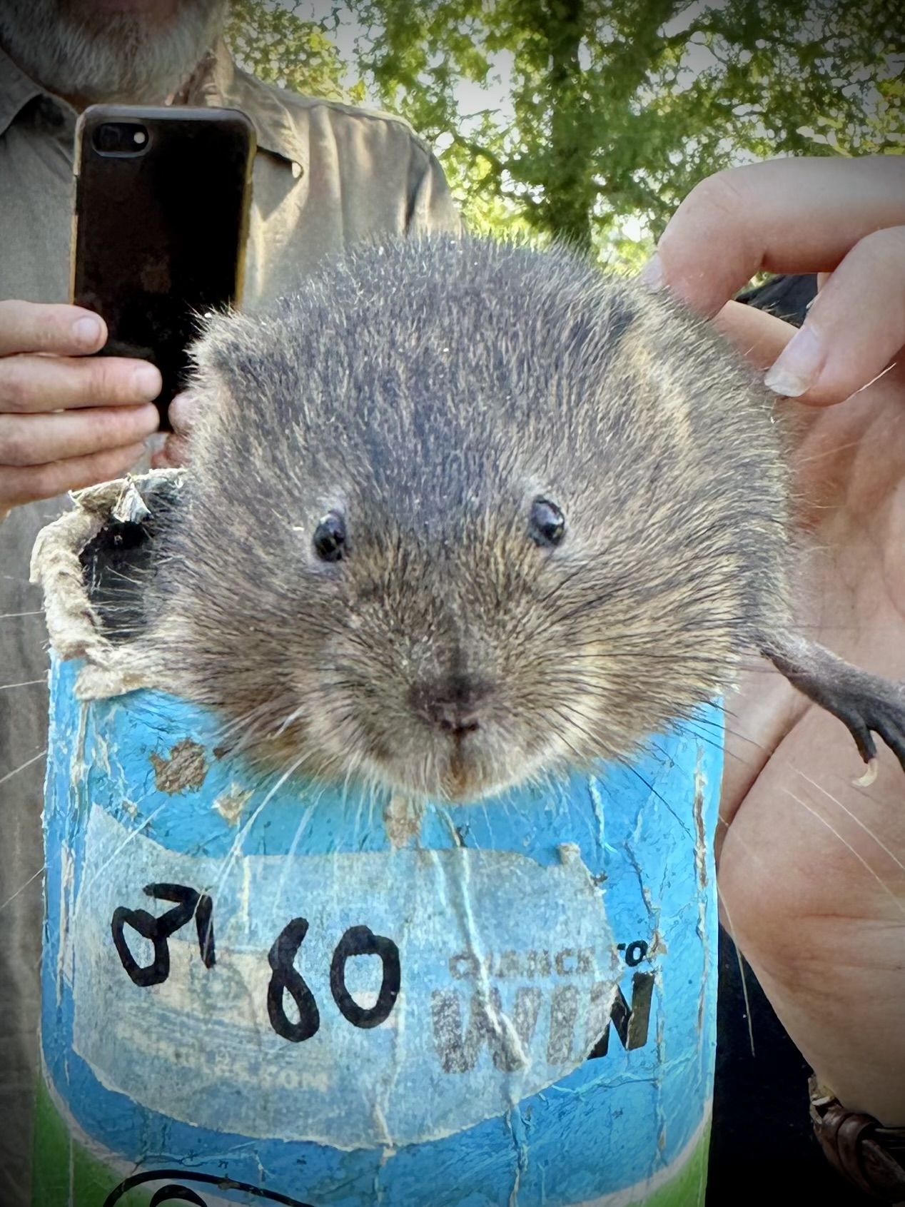 Water vole reintroduction