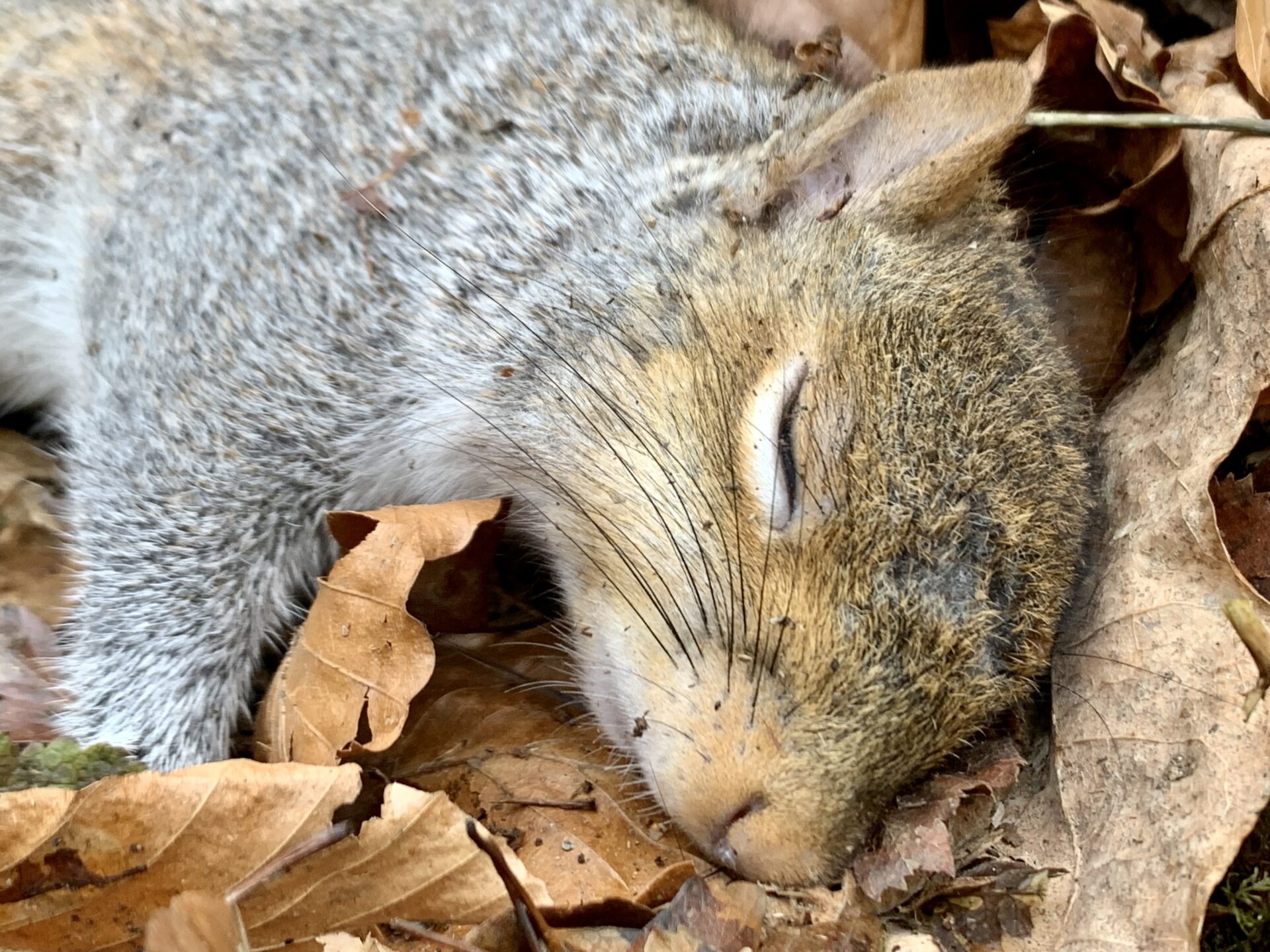 Squirrel contraception