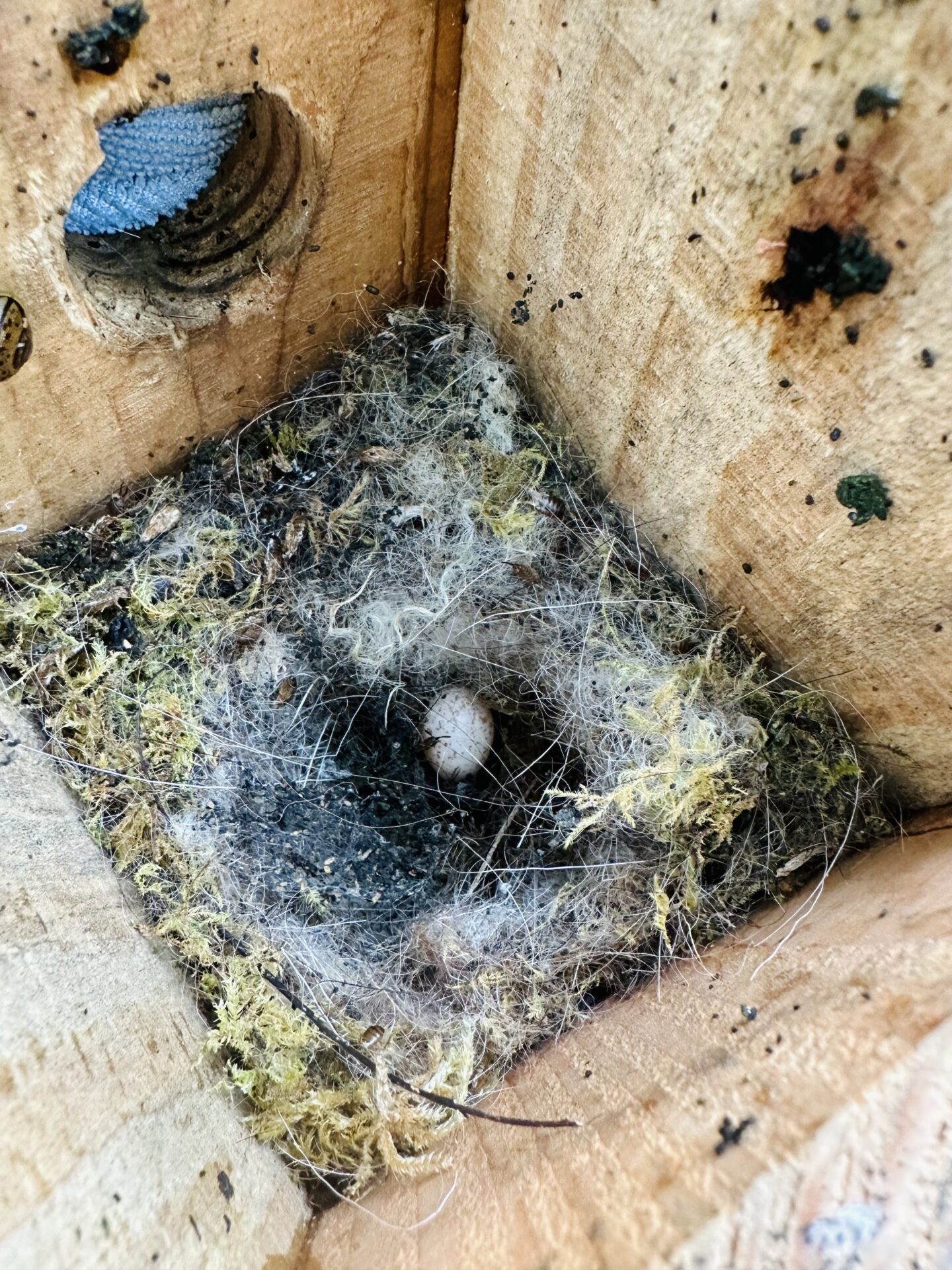 Hazel dormice boxes