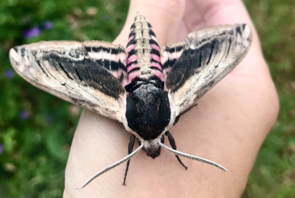 Helen Wood Image of a moth