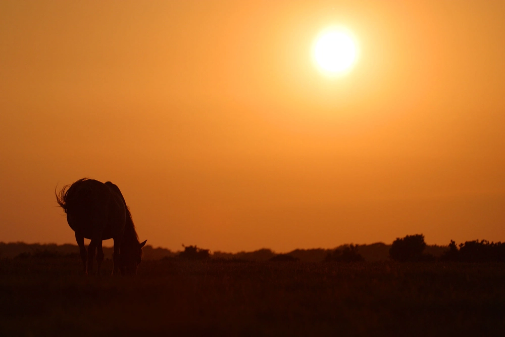 Pete Etheridge 2 Image of a pony against an orange sunset