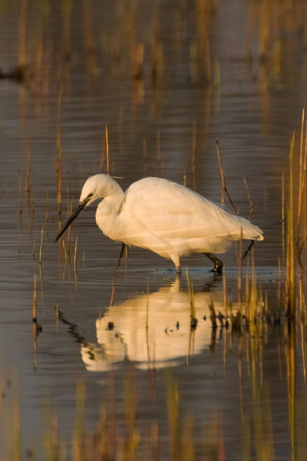 Pete Etheridge 5 Image of a wading bird & its reflection