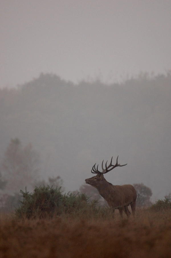 Pete Etheridge 6 Image of a stag against a misty background