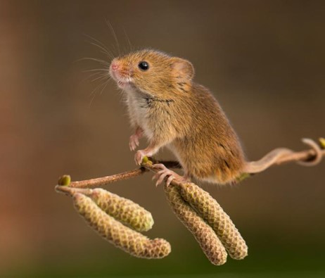 Harvest mouse survey