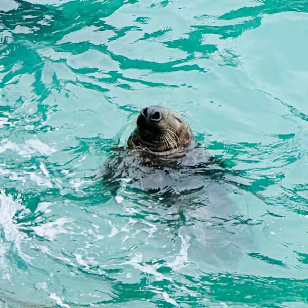 Seal watching